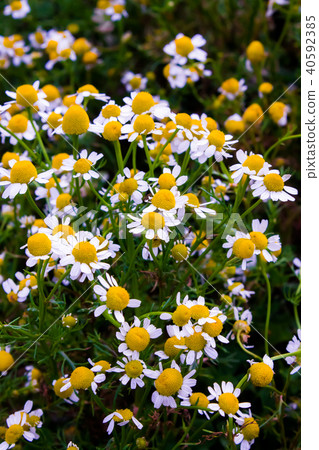 Chamomile flowers 40592385