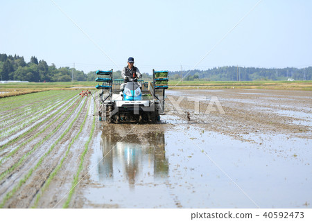 Male image rice planting with rice transplanter 40592473
