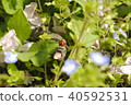 Spring field ladybug 40592531