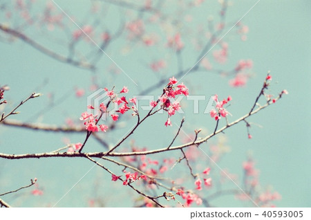 櫻花 櫻花 40593005