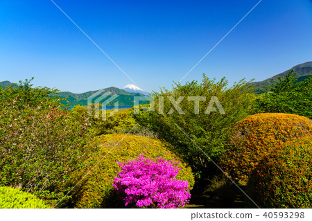 從溫泉箱根公園看到的富士山，杜鵑花盛開 40593298