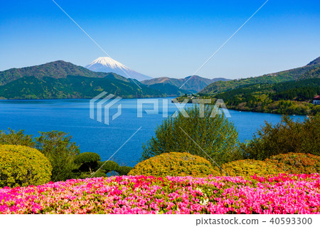 從溫泉箱根公園看到的富士山,杜鵑花盛開 從溫泉箱根公園看到的富士山,杜鵑花盛開 40593300