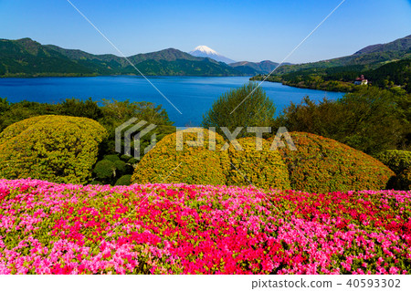 從溫泉箱根公園看到的富士山，杜鵑花盛開 40593302