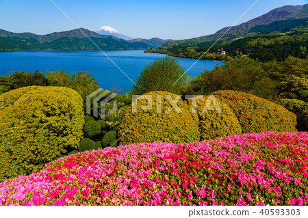 從溫泉箱根公園看到的富士山，杜鵑花盛開 40593303