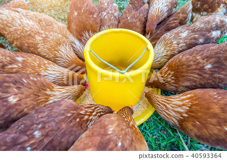 flock of chickens eating food. flock of chickens eating food. 40593364