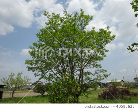 Hitorinaba (before flowering) Hitorinaba (before flowering) 40593623
