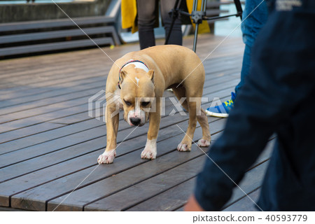 人和鬥牛犬小狗鬥牛犬比狗 人和鬥牛犬小狗鬥牛犬比狗 40593779