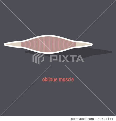 Sticker External Oblique muscles of chest, thorax, 40594155
