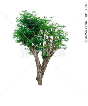 tree of Isolated on white background 40594197