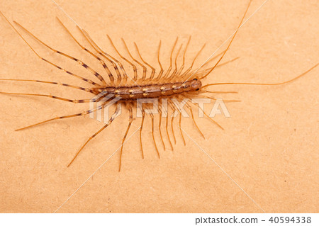 Top view of house Centipede 40594338