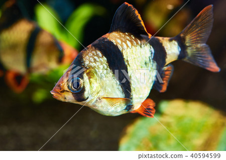 Barbus puntius tetrazona and siamese algae 40594599