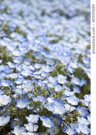 Nemophila (Baby blue eyes) grow as the carpet Nemophila (Baby blue eyes) grow as the carpet 40595089