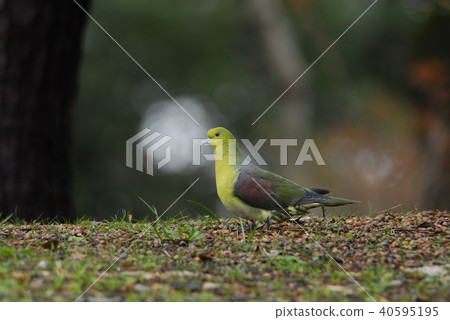 Wild bird Aobato 40595195