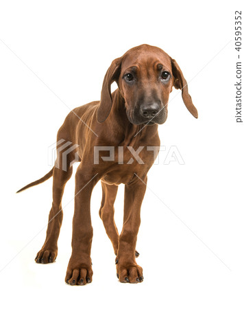 Standing rhodesian ridgeback puppy  40595352
