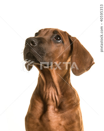 Rhodesian ridgeback puppy portrait looking up Rhodesian ridgeback puppy portrait looking up 40595353