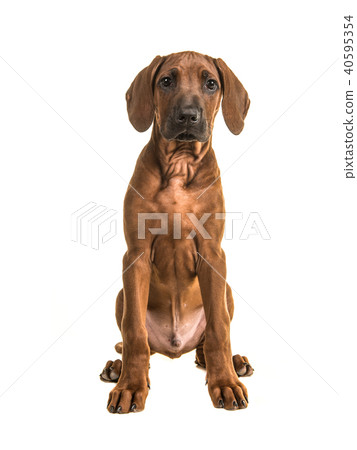Cute sitting rhodesian ridgeback puppy Cute sitting rhodesian ridgeback puppy 40595354