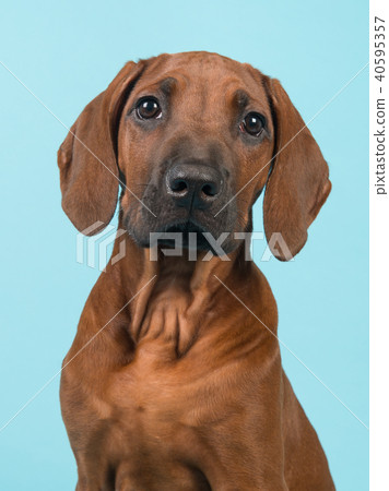 Portrait of a Rhodesian Ridgeback puppy on blue Portrait of a Rhodesian Ridgeback puppy on blue 40595357