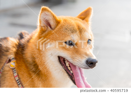 柴犬狗,在街上看到的活潑的柴犬狗柴犬狗小型犬日本犬 柴犬狗,在街上看到的活潑的柴犬狗柴犬狗小型犬日本犬 40595719