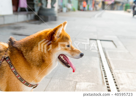 柴犬狗,在街上看到的活潑的柴犬狗柴犬狗小型犬日本犬 柴犬狗,在街上看到的活潑的柴犬狗柴犬狗小型犬日本犬 40595723
