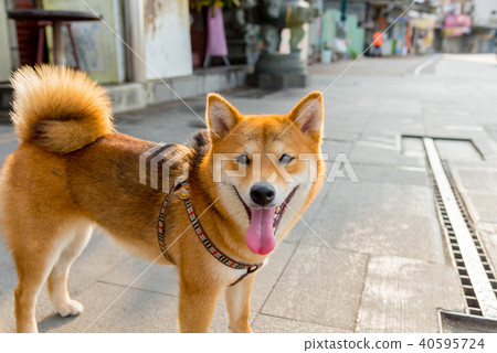 Shiba Inu Dog, a lively Shiba Inu Dog seen in the street Shiba Inu Dog Small dog Japanese dog 40595724