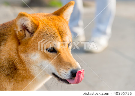 Shiba Inu Dog, a lively Shiba Inu Dog seen in the street Shiba Inu Dog Small dog Japanese dog Shiba Inu Dog, a lively Shiba Inu Dog seen in the street Shiba Inu Dog Small dog Japanese dog 40595736
