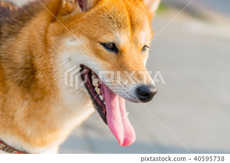 柴犬狗,在街上看到的活潑的柴犬狗柴犬狗小型犬日本犬 柴犬狗,在街上看到的活潑的柴犬狗柴犬狗小型犬日本犬 40595738