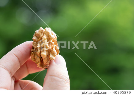 一名男子手持一顆裂開的核桃（日本核桃）中的果肉。 40595879