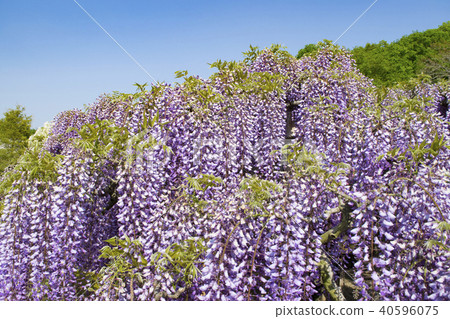 Purple wisteria 40596075