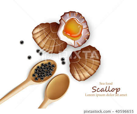 Scallop Vector realistic seafood. Fresh shellfish 40596655
