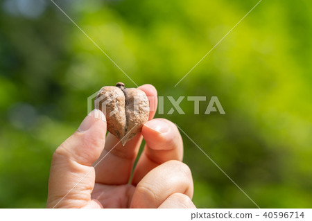 Kurumi Princess Kurumi Kurumi Princess Kurumi 40596714