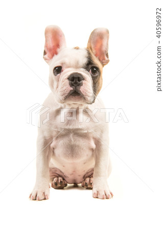 Cute almost white french bulldog puppy sitting 40596972