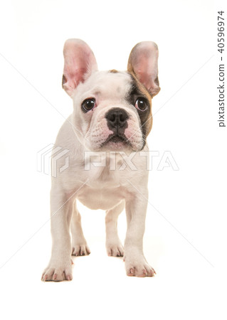 Standing french bulldog puppy Standing french bulldog puppy 40596974