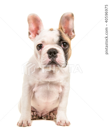 Sitting french bulldog puppy Sitting french bulldog puppy 40596975