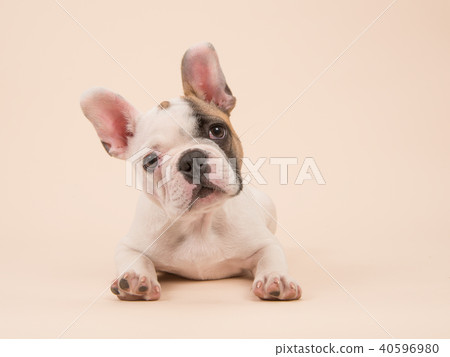 French bulldog puppy lying down 40596980
