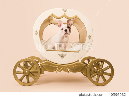 Cute french bulldog puppy in a carriage Cute french bulldog puppy in a carriage 40596982