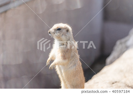 Standing prairie dog 40597184