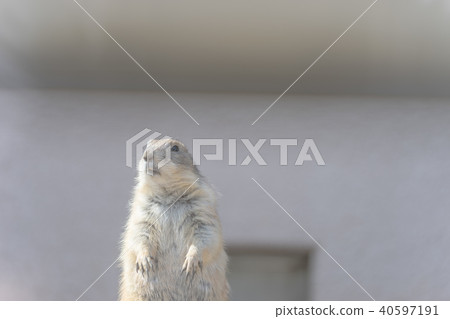Standing prairie dog 40597191