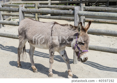 Shetland pony walking 40597192