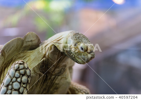 Upper body of the turtle 40597204