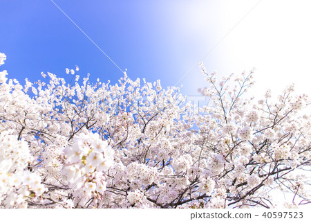 Cherry Blossoms Cherry Blossoms 40597523