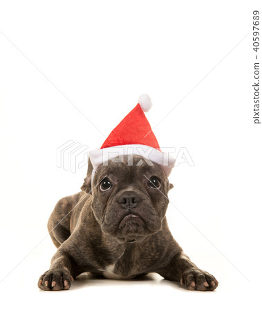 French bulldog puppy lying down with santa's hat 40597689