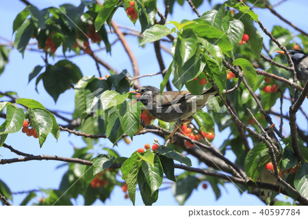 Starlings eating cherries 40597784
