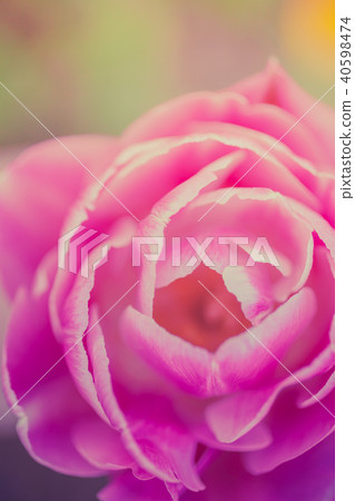 Unique pink tulip flower macro shot 40598474
