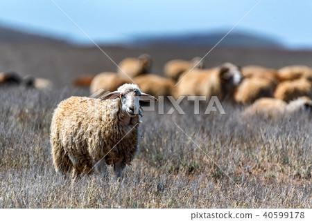 Flock of sheep graze in steppe 40599178