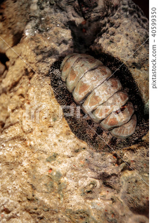 Sea mollusk Heaton. Old molyusk on the stone. 40599350
