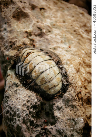 Sea mollusk Heaton. Old molyusk on the stone. Sea mollusk Heaton. Old molyusk on the stone. 40599352