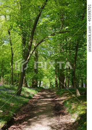Bluebell Forest Path 40599701