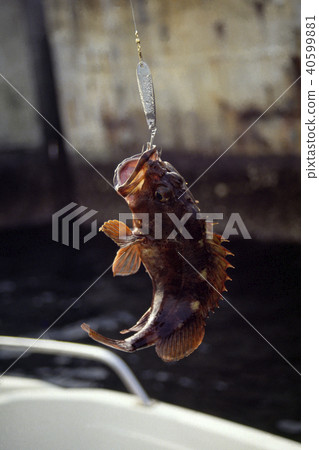 Scorpion fish 40599881