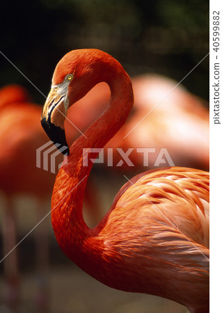 Flamingo  40599882