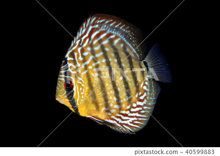 discuss discuss 40599883